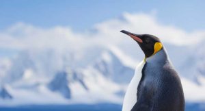 What Penguin 4.0 Did for SEO